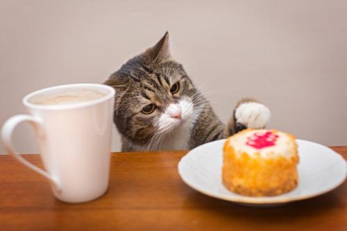 テーブルの上のケーキに手を出そうとする猫