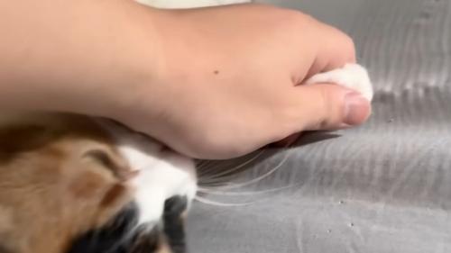 猫の手を握る飼い主の手
