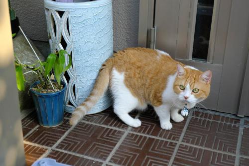 玄関前にいる猫