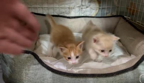 2匹の子猫