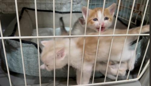 なく猫