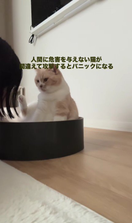 猫に近づく飼い主