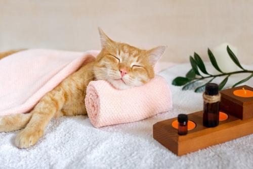 リラックス中の猫