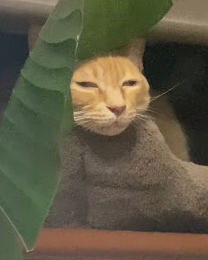 ベッドに顔を乗せている猫