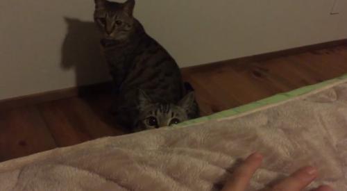 ベッドの下にいる猫