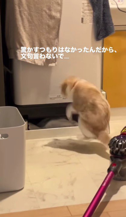 驚く猫