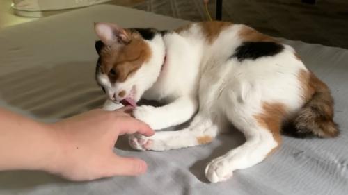 飼い主の指を手で持って舐める猫