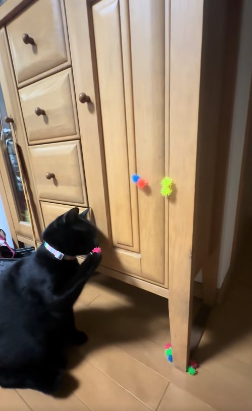 右前足についたピンクのボールの匂いを嗅ぐ猫