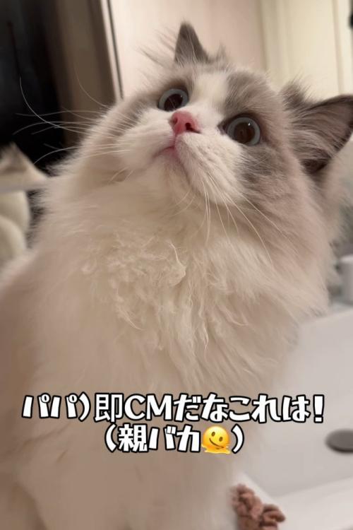 目を丸くする猫