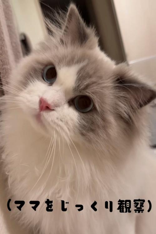 首を傾げる猫