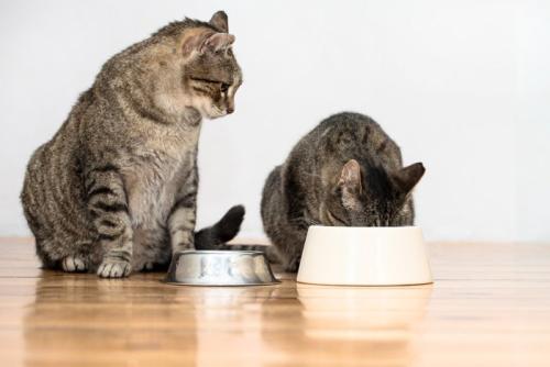 隣を見つめる猫