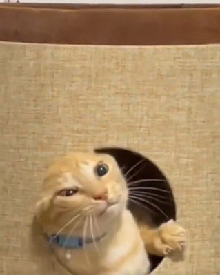 必死に出ようとする猫