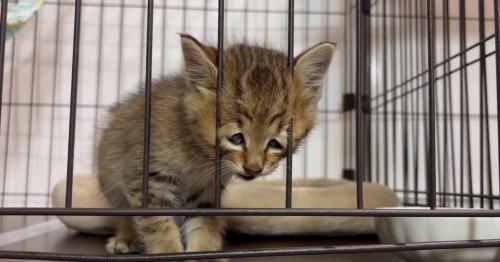 ケージの中の子猫