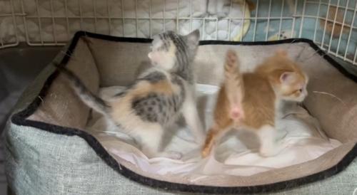 後姿の猫