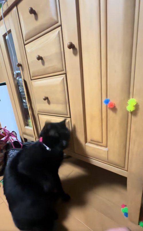 右肩にピンクのボールを乗せている猫