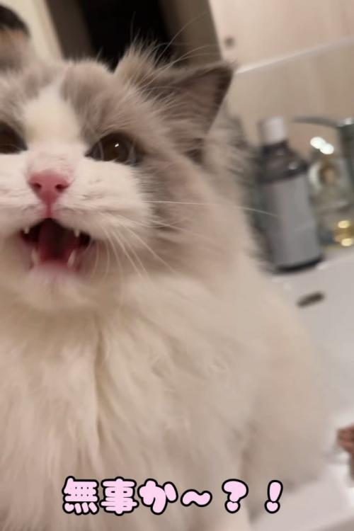 鳴いている猫の顔