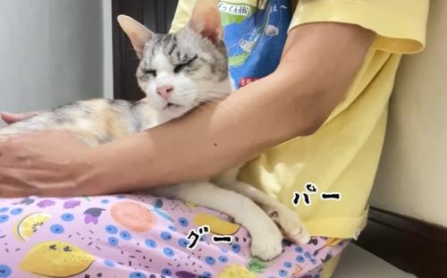 膝の上で甘えるキャリーちゃん