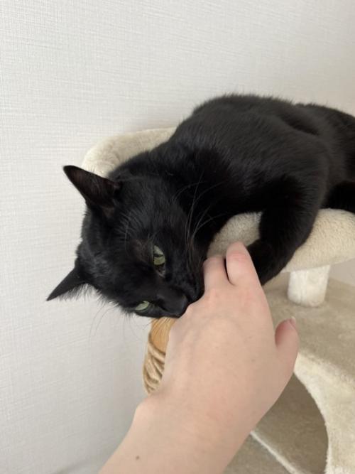 噛む猫