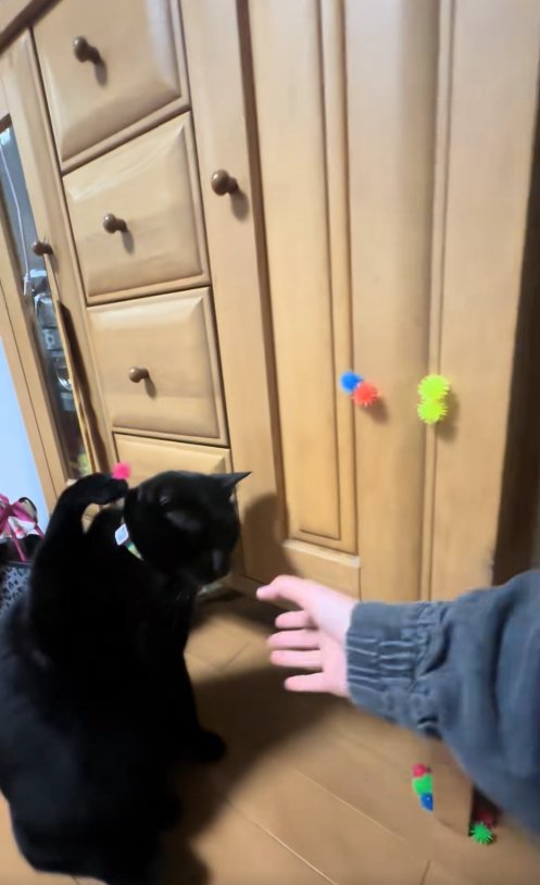 ピンクのボールがついた前足を上げている猫と飼い主の手