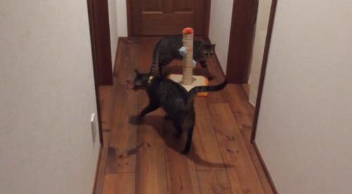 ろうかにいる二匹の猫