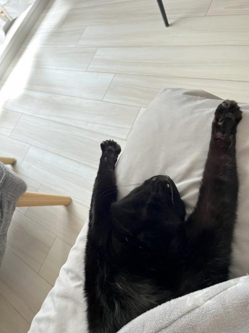 寝る猫