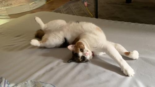 ベッドの上で手を前に伸ばしてひっくり返る猫