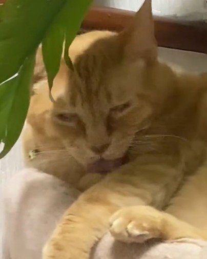 毛づくろいする猫