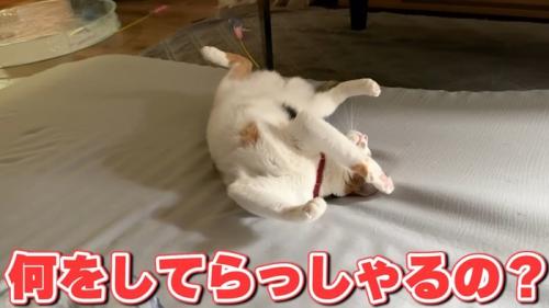 股を開き体をくねらせる猫