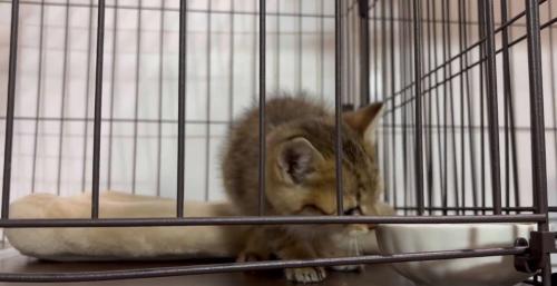 ケージの中の子猫