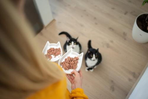 ご飯をもらう猫たち