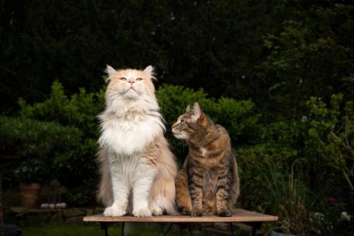 隣の猫をのぞき込む猫