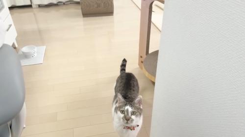 こちらを見上げるささみくん