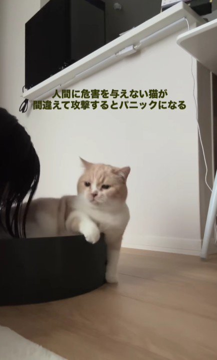 ベッドから落ちかける猫