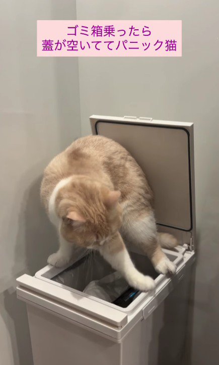 ゴミ箱の上に乗る猫