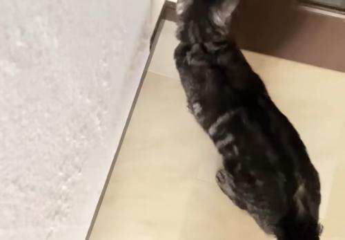 扉を開けるのを待つ猫