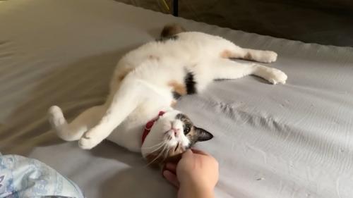 飼い主になでられてご満悦な表情の猫