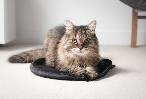 クッションの上でくつろぐ猫