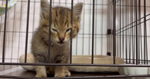 ケージの中の子猫
