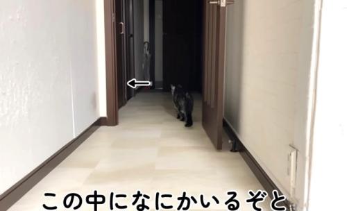 部屋越しに気配を感じる猫