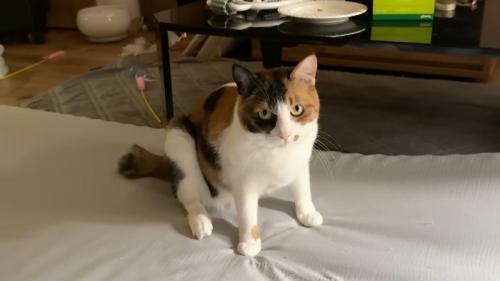前のめりに座って飼い主をジッと見る猫