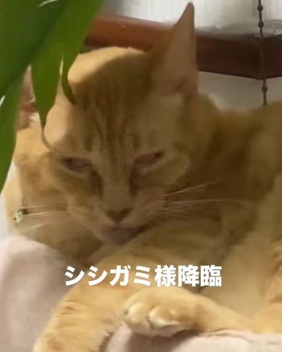 焦点が定まらない猫