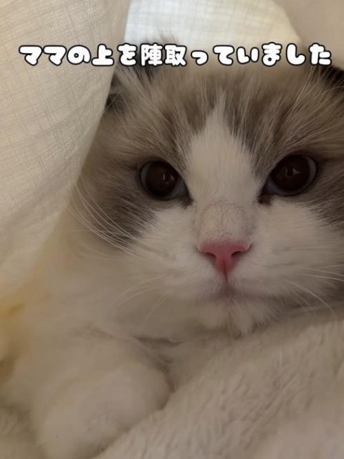 布団の中にいる猫