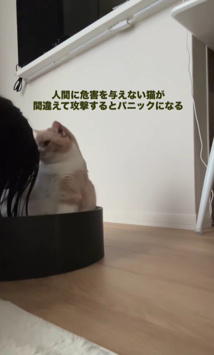 猫のにおいを嗅ぐ飼い主