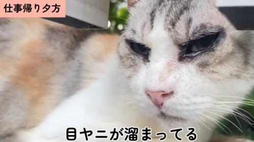 保護当初のキャリーちゃん