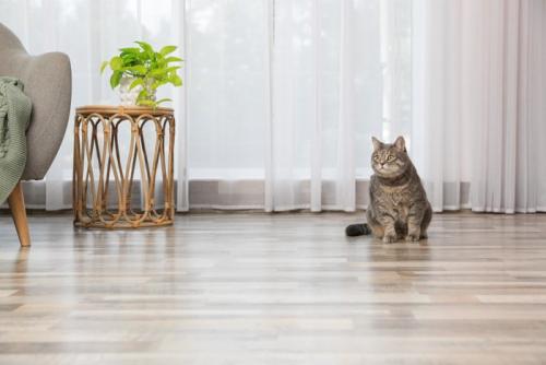 床の上で座っている猫