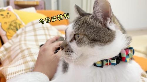 今日は特別