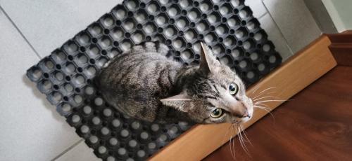 玄関マットの上にたたずむ猫