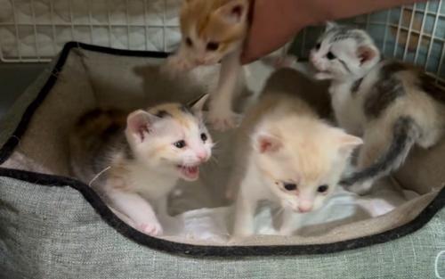 4匹の猫