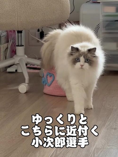 真剣な顔で歩いてくる猫
