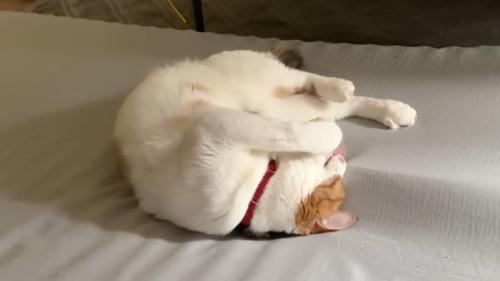 丸まって引っかかっている爪を舐める猫